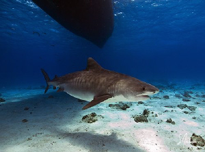 Emma the Tiger Shark ...Pregnant and under the Shear Wate... by Steven Anderson 